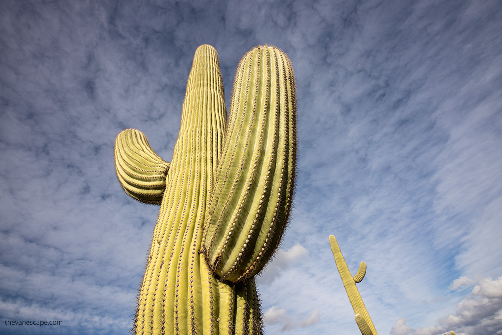 Tall saguaro cacti and blue skay.