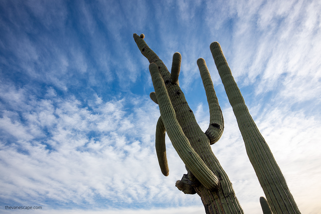 tall saguaro cacti and blue skay.