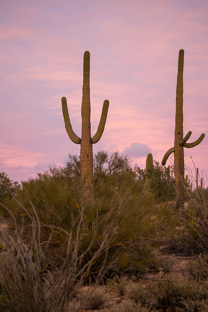 sunset in saguaro national park, the sky is pink.