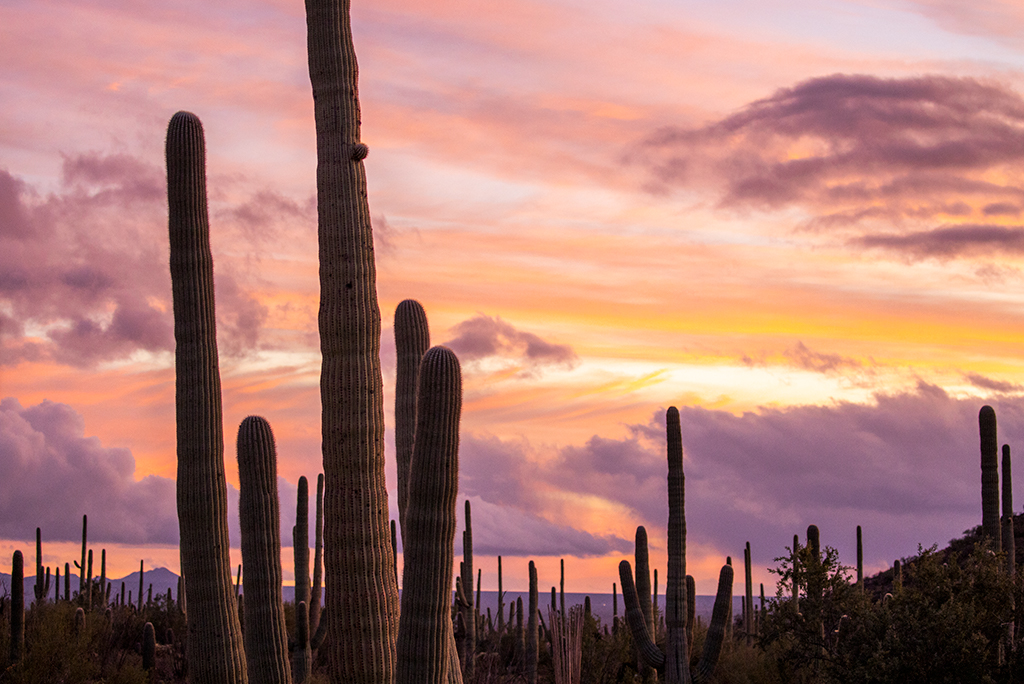 Sunset over saguaro cacti, the sky is pink.