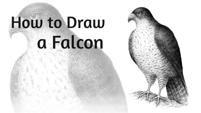 How to Draw a Falcon with Pen and Ink