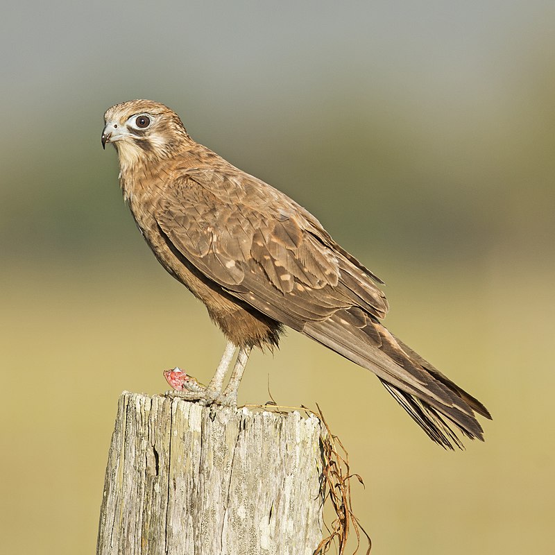 Brown falcon