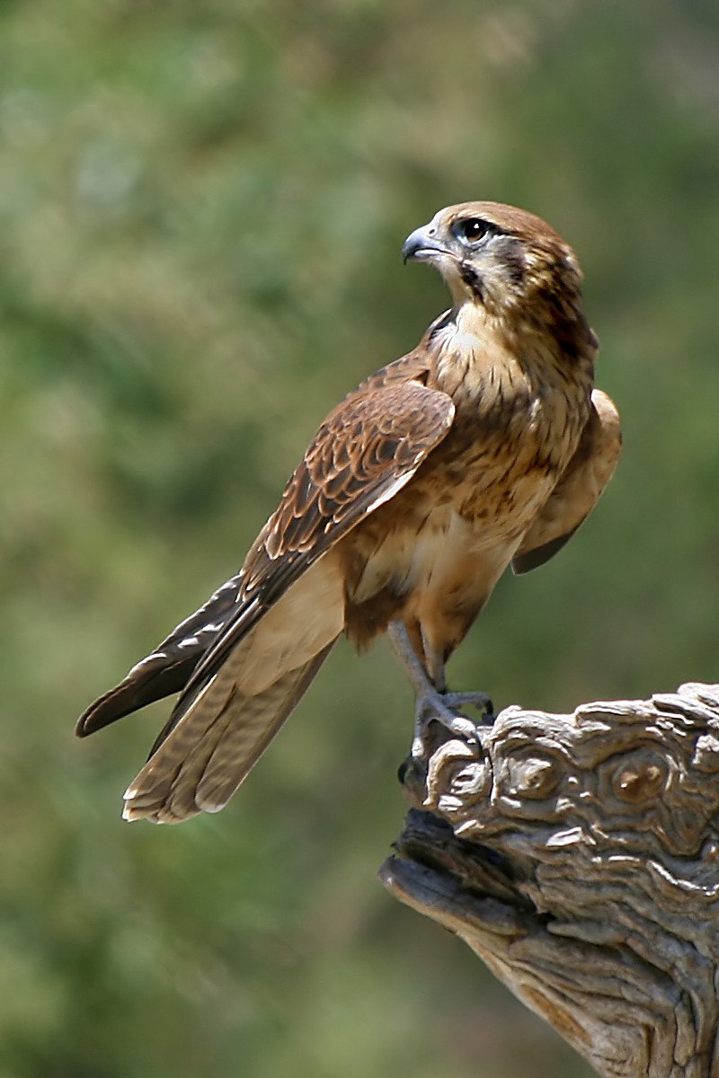 American kestrel