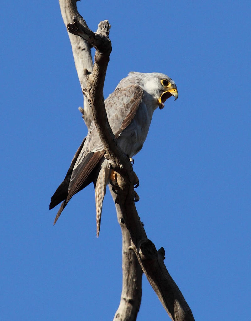 Grey falcon