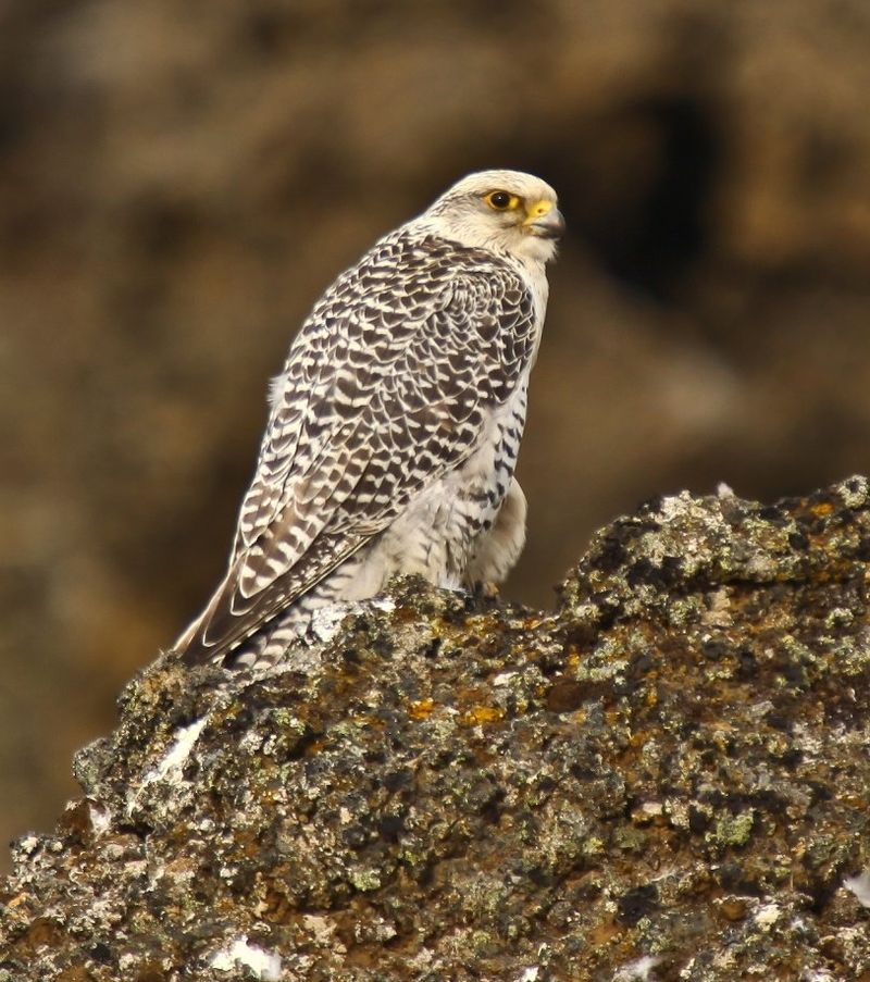 Gyrfalcon