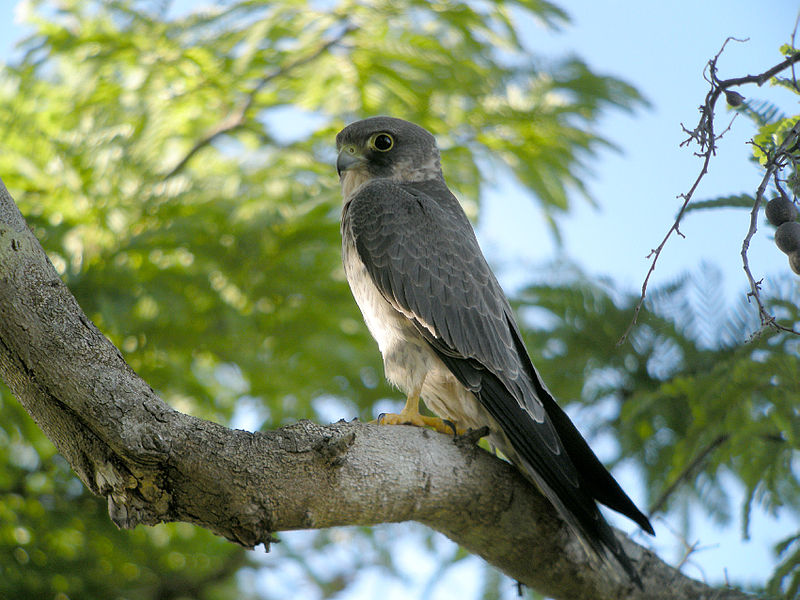 Sooty falcon