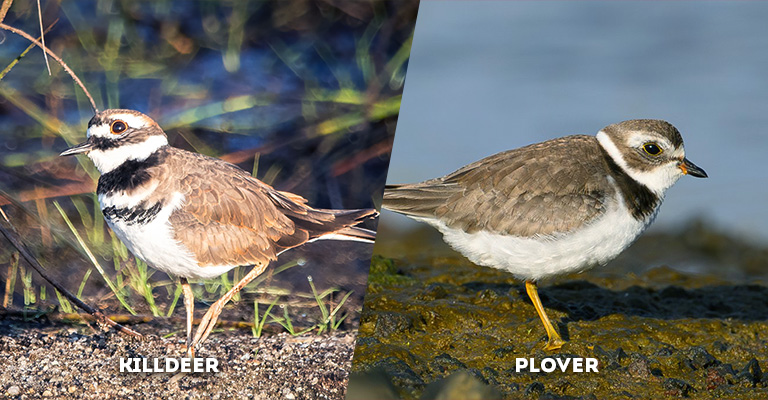 killdeer vs plover