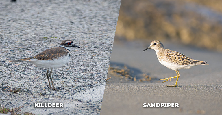 killdeer vs sandpiper