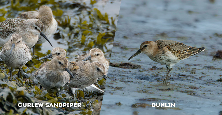 curlew sandpiper vs dunlin