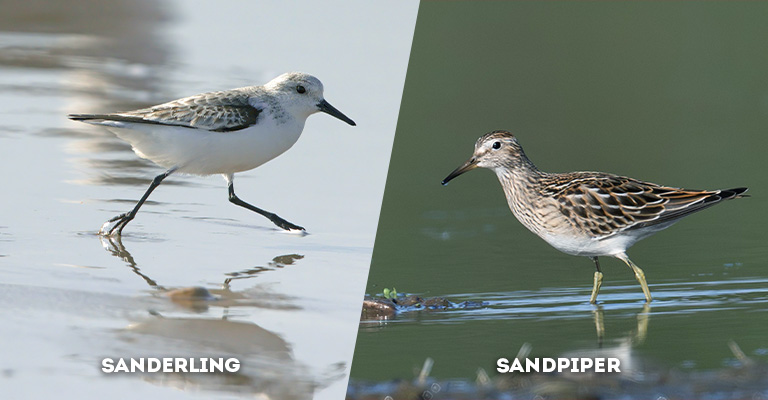 sanderling vs sandpiper