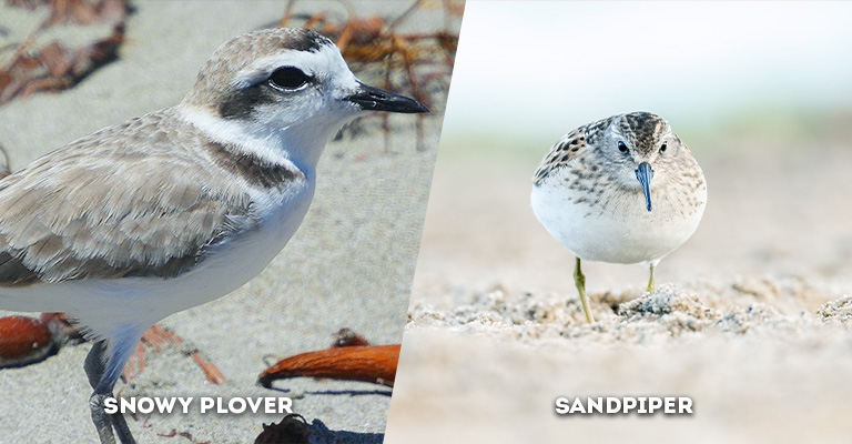 snowy plover vs sandpiper