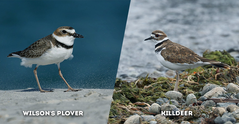 wilson's plover vs killdeer