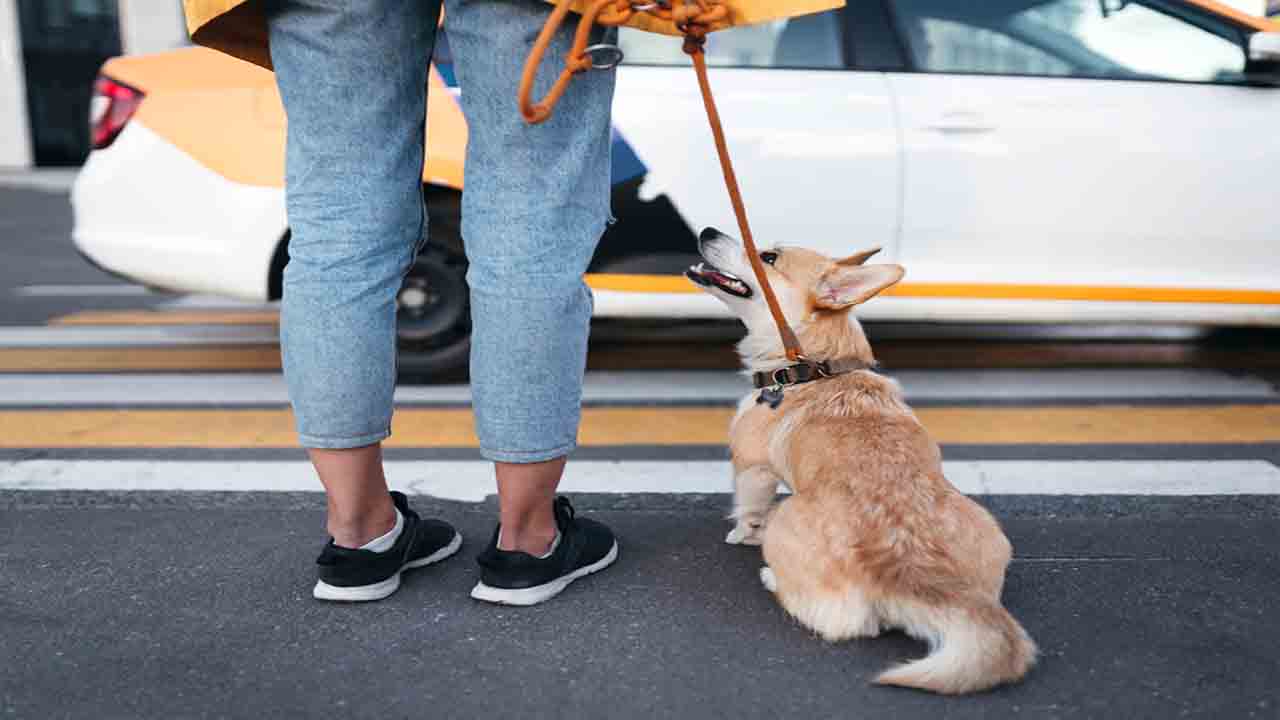 How To Prevent Stumbling While Walking In Dogs