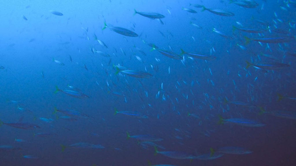 Alcyone best dive site Cocos island 