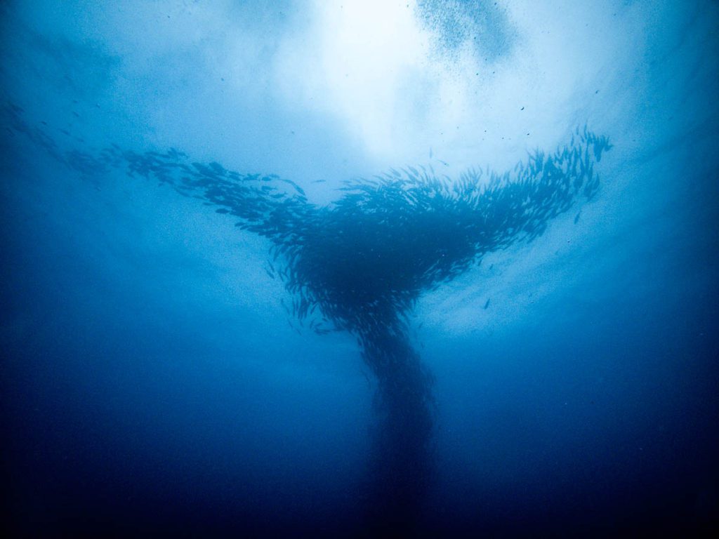 cocos island best diving