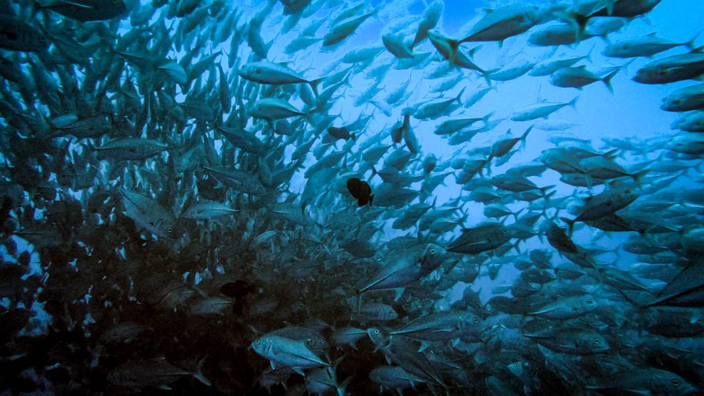 cocos island best diving