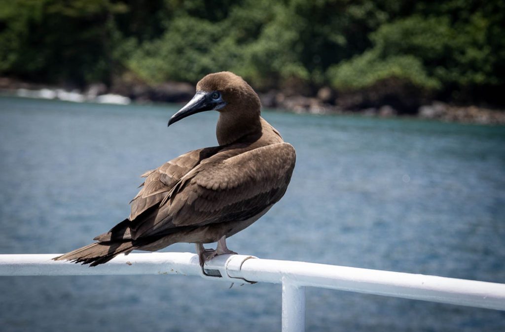 birds of cocos island 