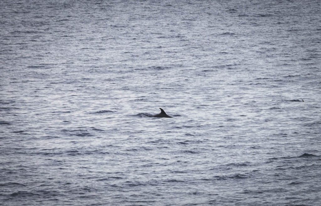 Cocos island diving dolphins