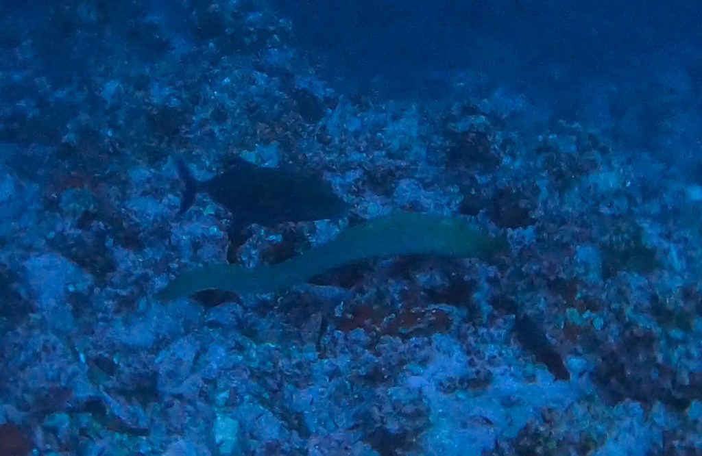 Dos Amigos dive site Cocos