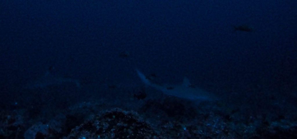 Dos Amigos dive site Cocos