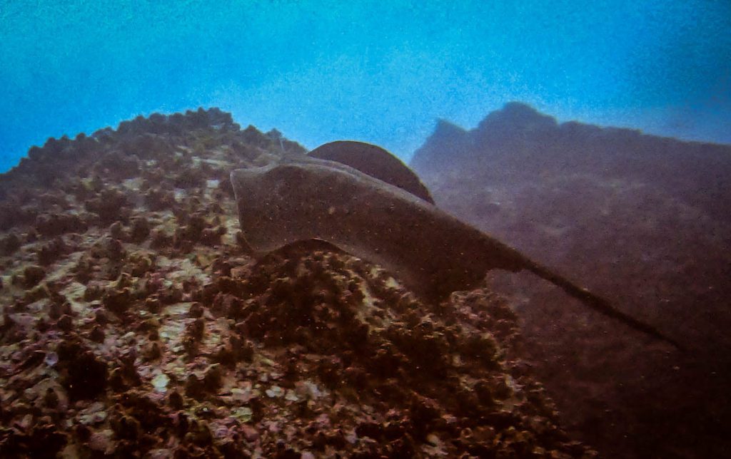 Dos Amigos dive site Cocos