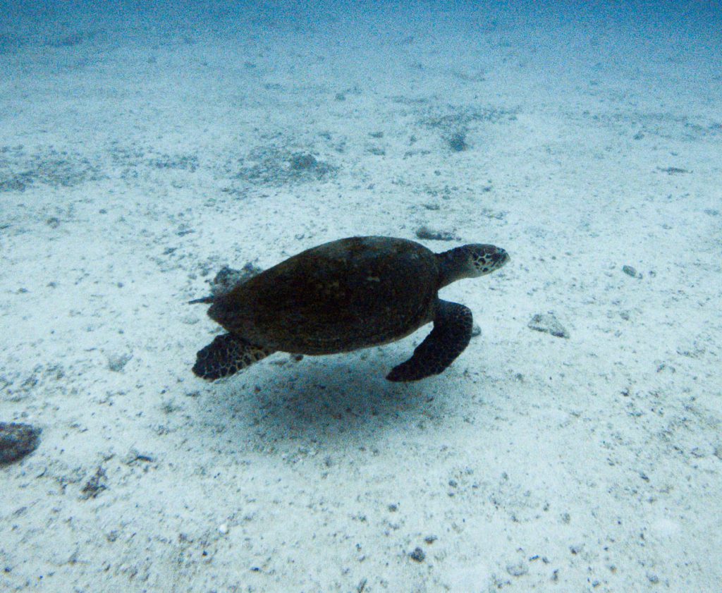 Liveaboard review: Okeanos Aggressor diving trip to Cocos Island in Costa Rica