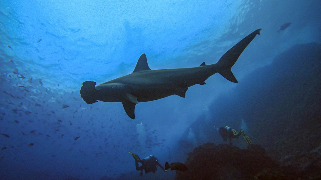 Cocos diving manuelita dive site