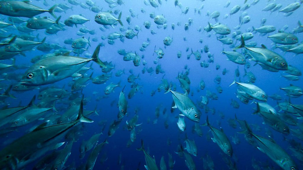 Liveaboard review: Okeanos Aggressor diving trip to Cocos Island in Costa Rica