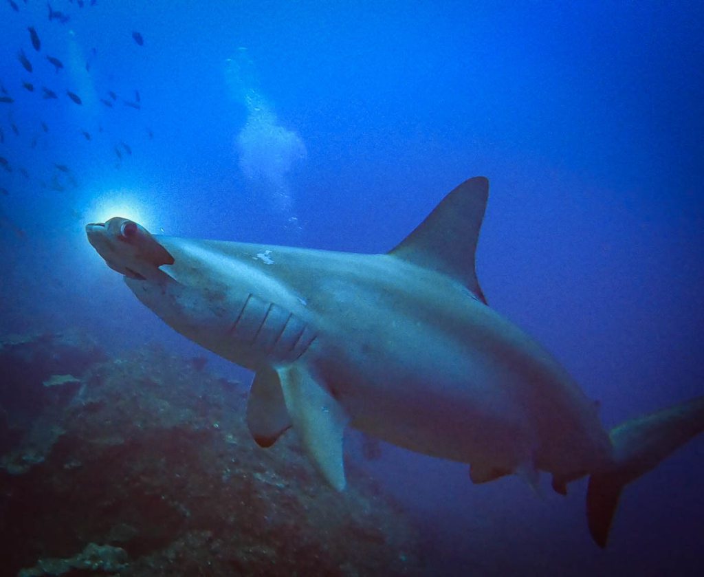 Cocos diving manuelita dive site