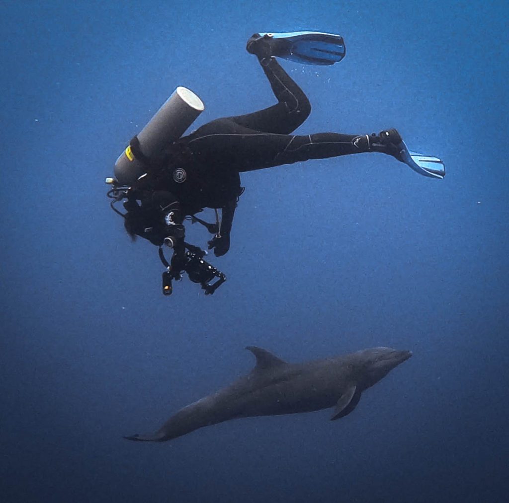 Cocos island diving with dolphins