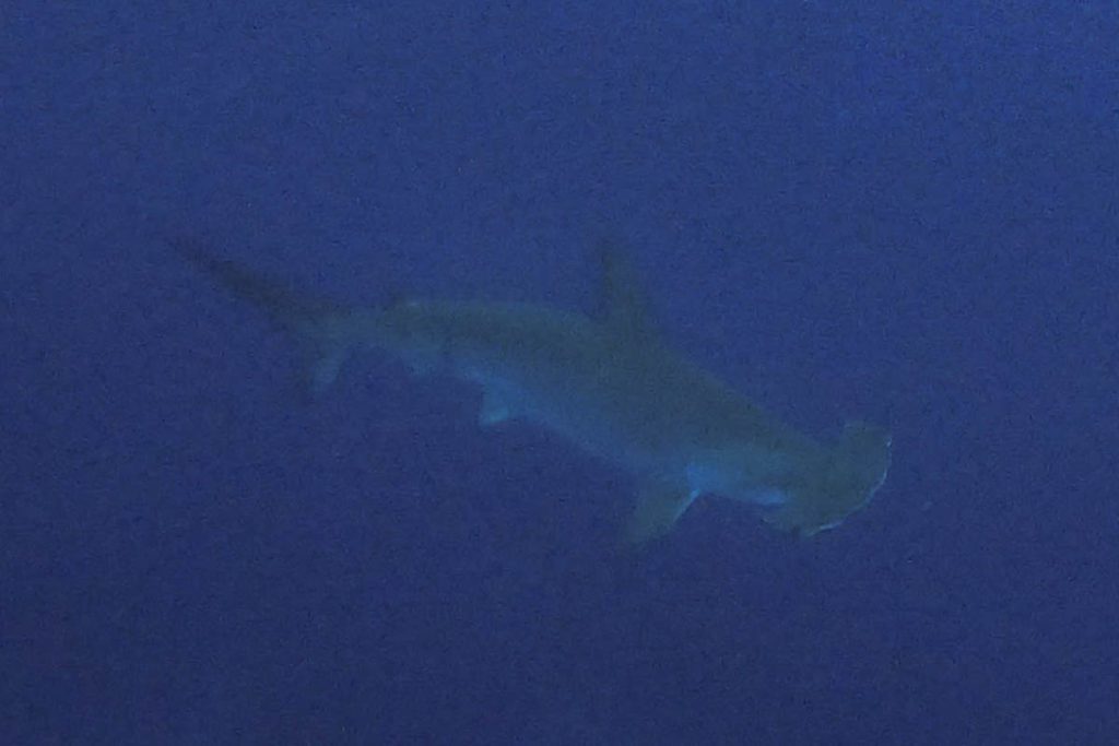 hammerheads in cocos island