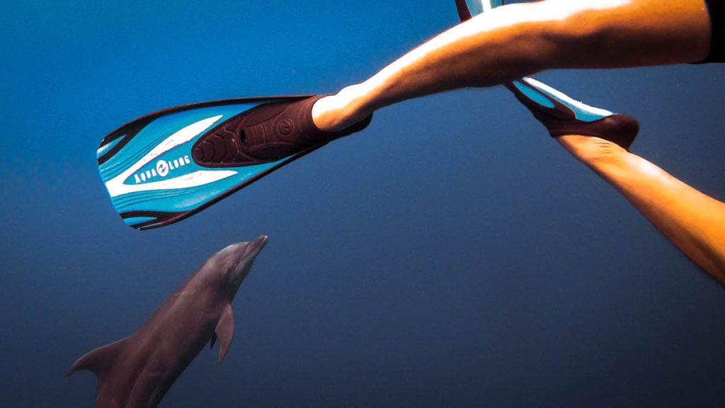 Cocos island diving with dolphins