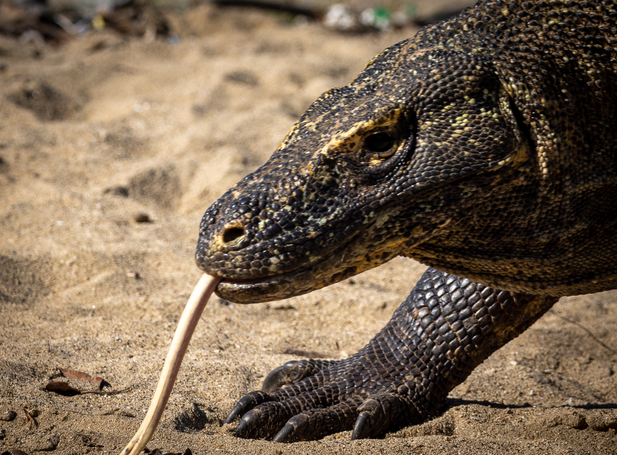 komodo padar and national park ( of )