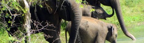 Elephant Family at Yala Park