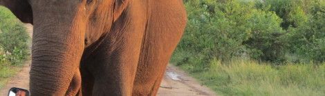 Elephant in Udawalawe National Park, Sri Lanka