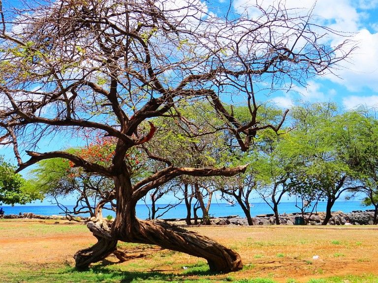 Pokai Bay: A Sacred Beach On Oahu 