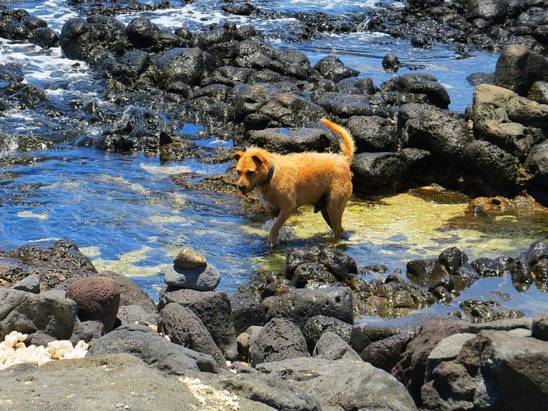 Pokai Bay: A Sacred Beach On Oahu 