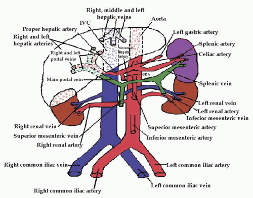 Equipo Práctico adolescentes abdominal vessel anatomy Llorar Si Melancolía