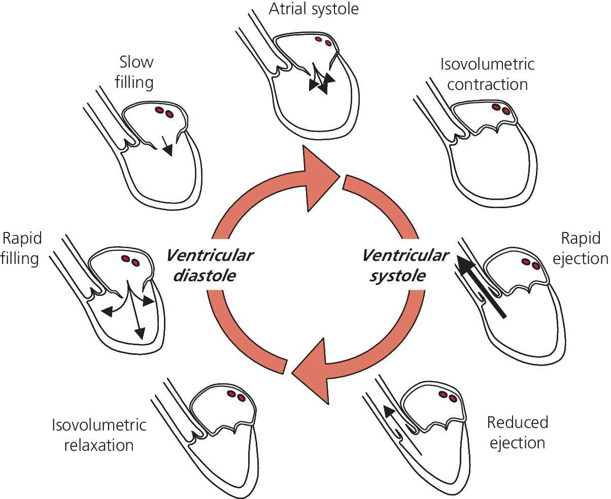 Cardiac Cycle Phases Diagram