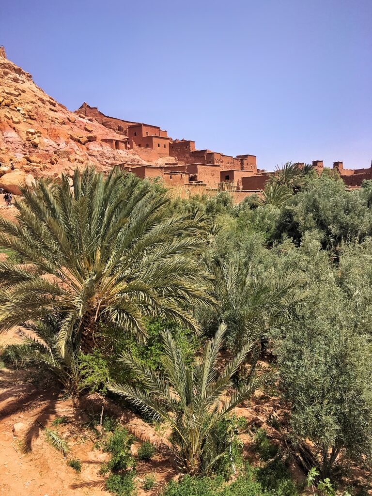 Palm trees in Morocco