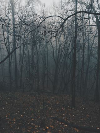 Foggy Forest