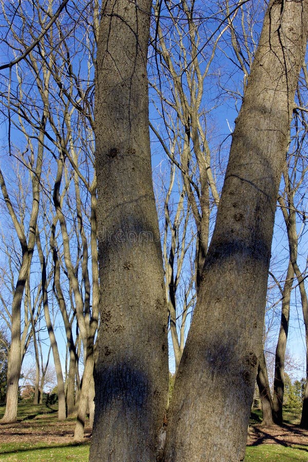 American Elm Bark 822918 stock photo. Image of ulmus - 198079976