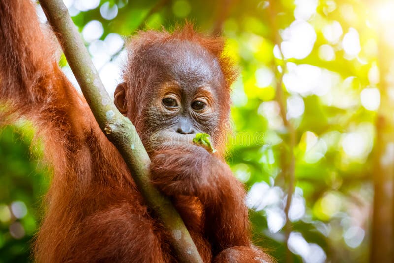 Orangutan cute baby in tropical rainforest. Sumatra, Indonesia royalty free stock images