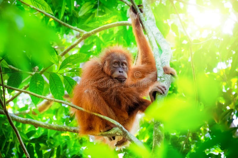 Cute baby orangutan hanging on tree in exotic rainforest. Sumatra, Indonesia royalty free stock images