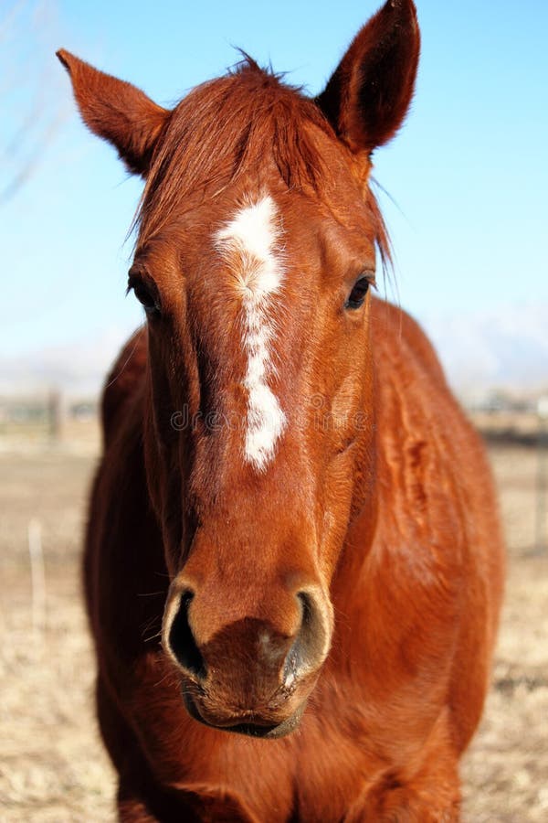 1+ Irritated horse Free Stock Photos - StockFreeImages