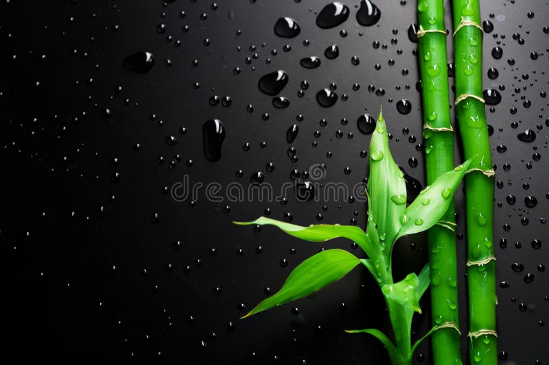 Bamboo stock photo. Image of colour, black, bokeh, dark - 11635262