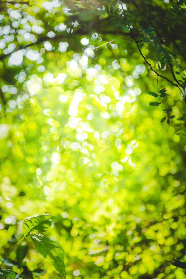 Beautiful Natural Green Leaf and Abstract Blur Bokeh Light ...