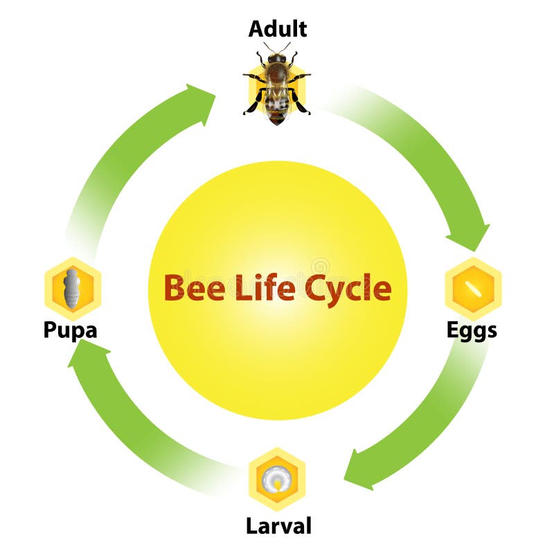 Honey Bee Pollination Cycle