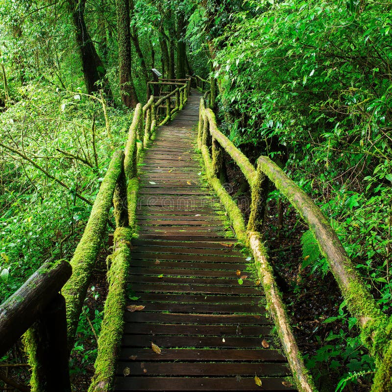 Belle Forêt Tropicale à L'itinéraire Aménagé Pour Amateurs De La Nature ...