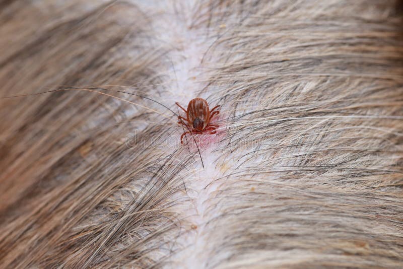 Big Ticks on a dog. stock photo. Image of leech, suck - 98013040